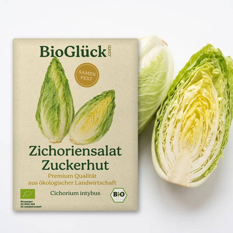 Bio-Zichoriensalat 'Zuckerhut' – Samenfestes Bio-Saatgut