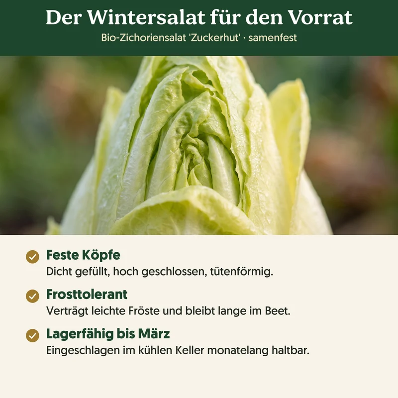Bio-Zichoriensalat 'Zuckerhut' – Samenfestes Bio-Saatgut