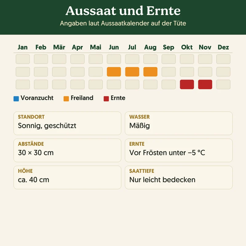Bio-Zichoriensalat 'Zuckerhut' – Samenfestes Bio-Saatgut