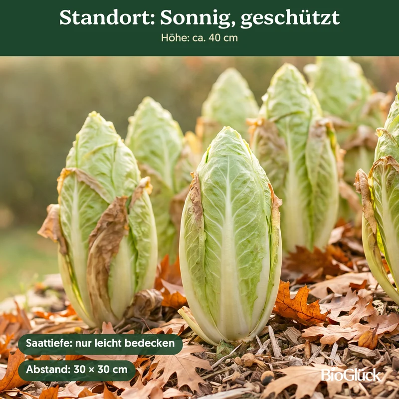 Bio-Zichoriensalat 'Zuckerhut' – Samenfestes Bio-Saatgut