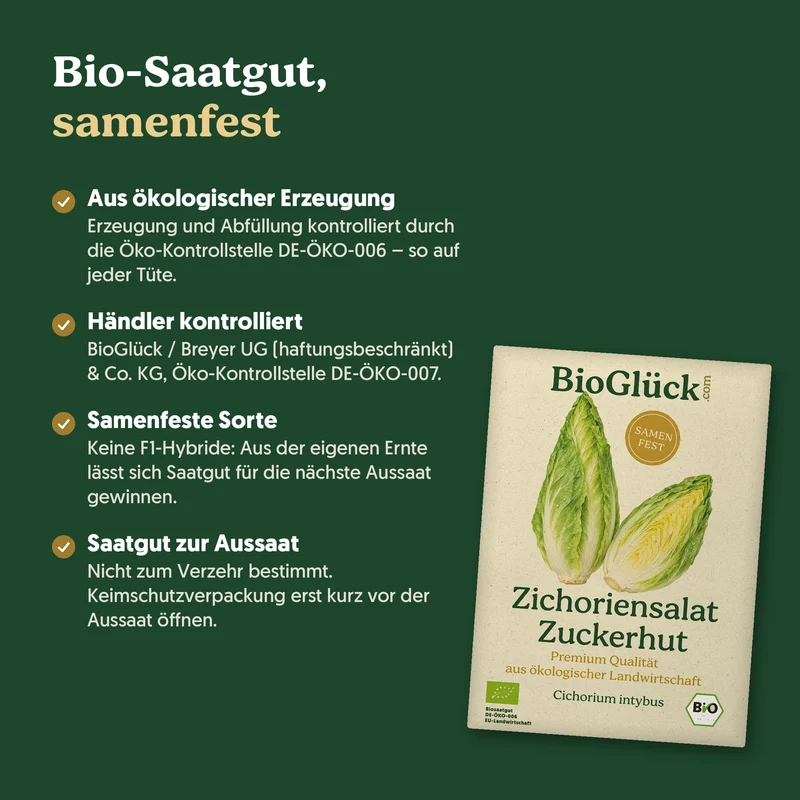 Bio-Zichoriensalat 'Zuckerhut' – Samenfestes Bio-Saatgut