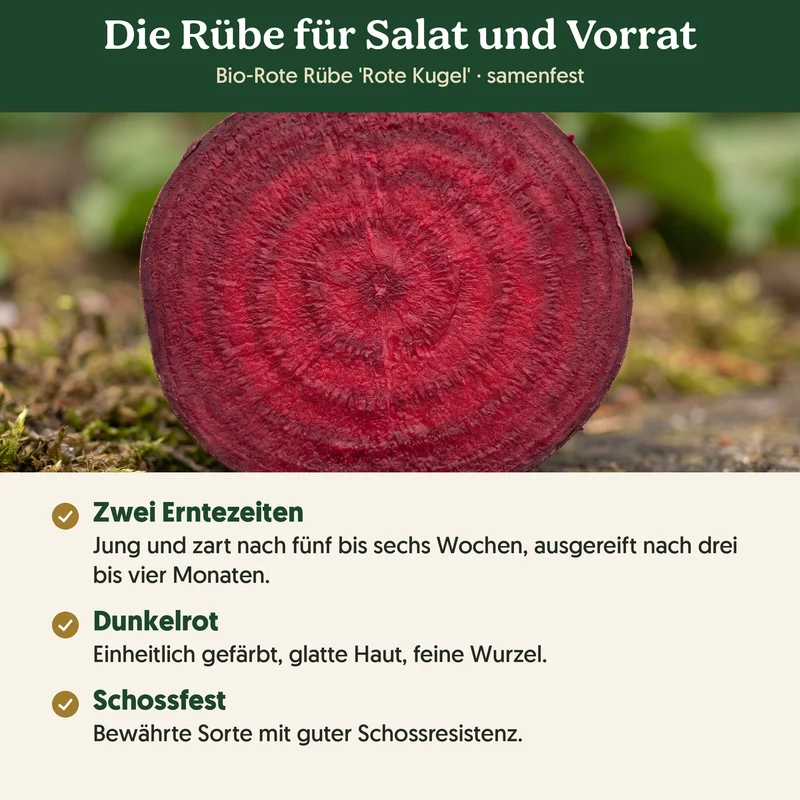 Bio-Rote Rübe 'Rote Kugel' – Samenfestes Bio-Saatgut