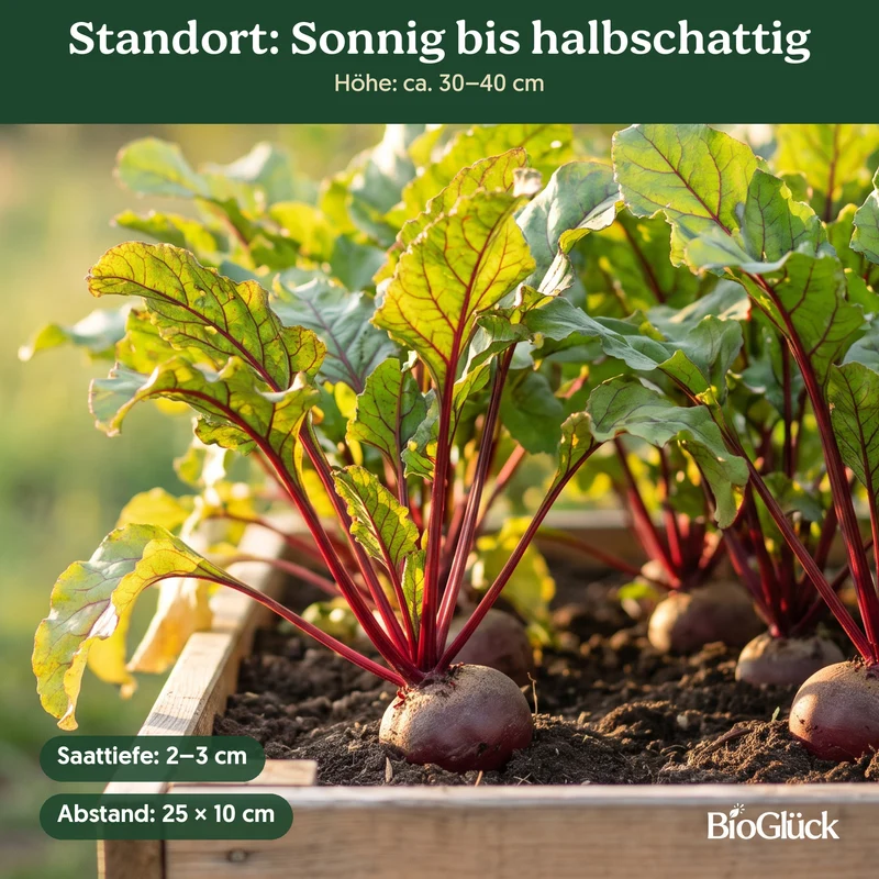 Bio-Rote Rübe 'Rote Kugel' – Samenfestes Bio-Saatgut