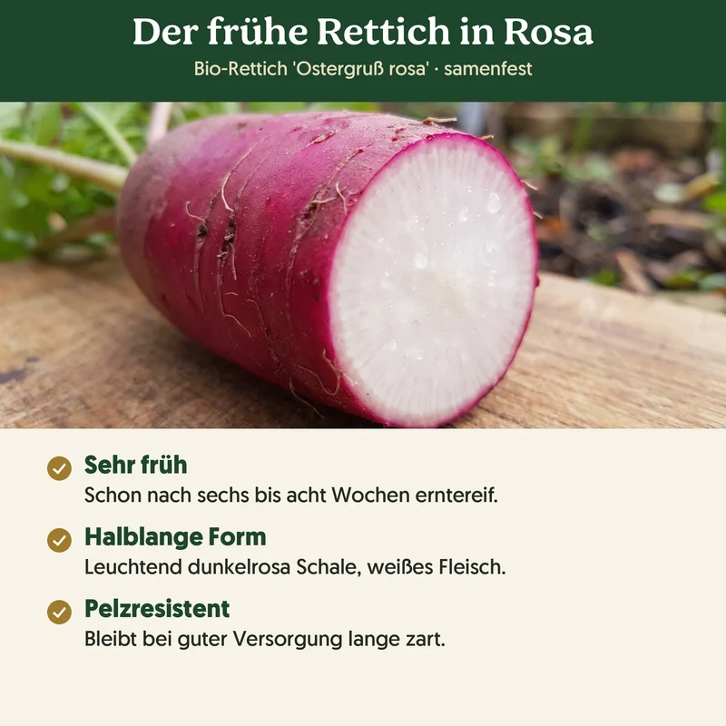 Bio-Rettich 'Ostergruß rosa' – Samenfestes Bio-Saatgut
