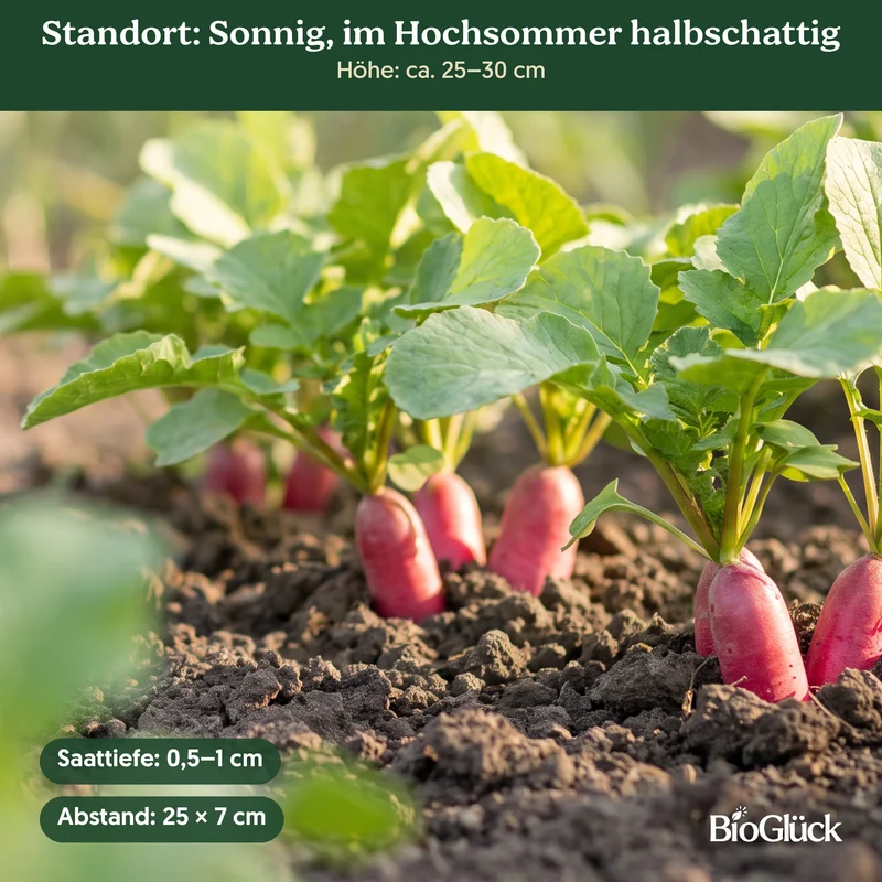 Bio-Rettich 'Ostergruß rosa' – Samenfestes Bio-Saatgut
