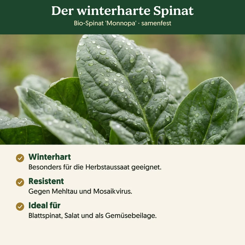 Bio-Spinat 'Monnopa' – Samenfestes Bio-Saatgut
