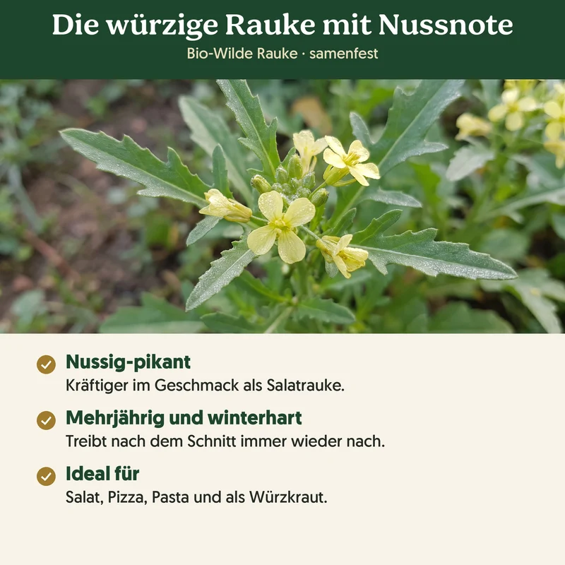 Bio-Wilde Rauke – Samenfestes Bio-Saatgut
