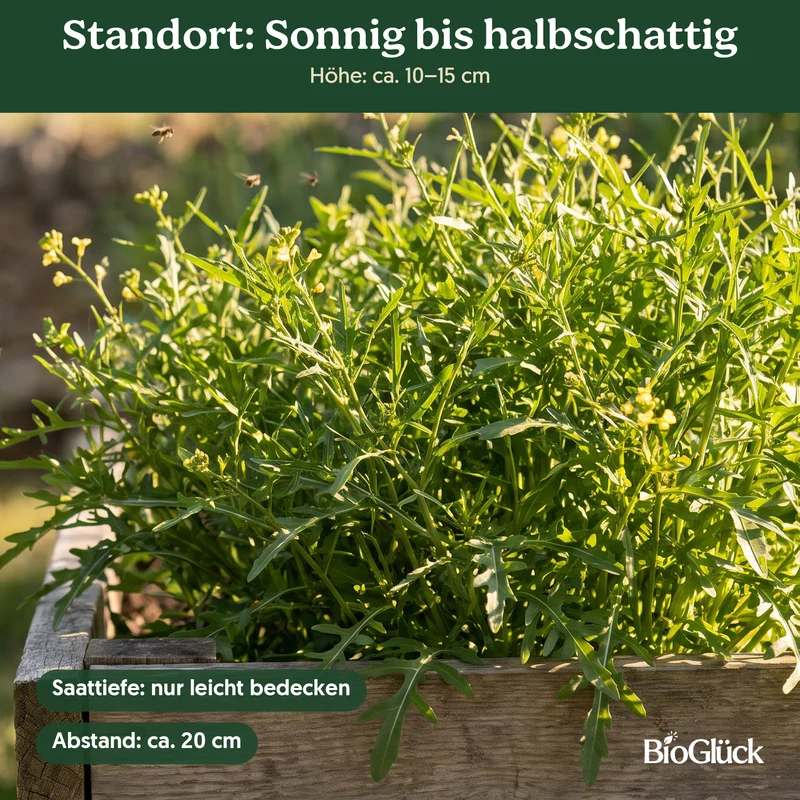 Bio-Wilde Rauke – Samenfestes Bio-Saatgut