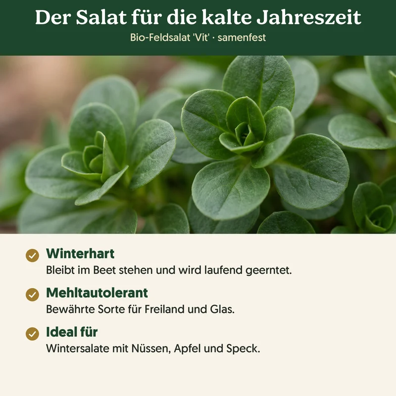 Bio-Feldsalat 'Vit' – Samenfestes Bio-Saatgut