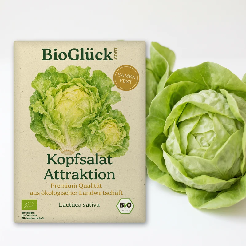 Bio-Kopfsalat 'Attraktion' – Samenfestes Bio-Saatgut