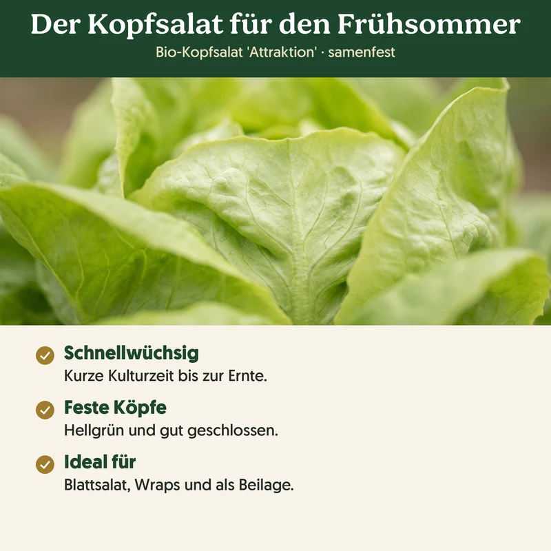 Bio-Kopfsalat 'Attraktion' – Samenfestes Bio-Saatgut