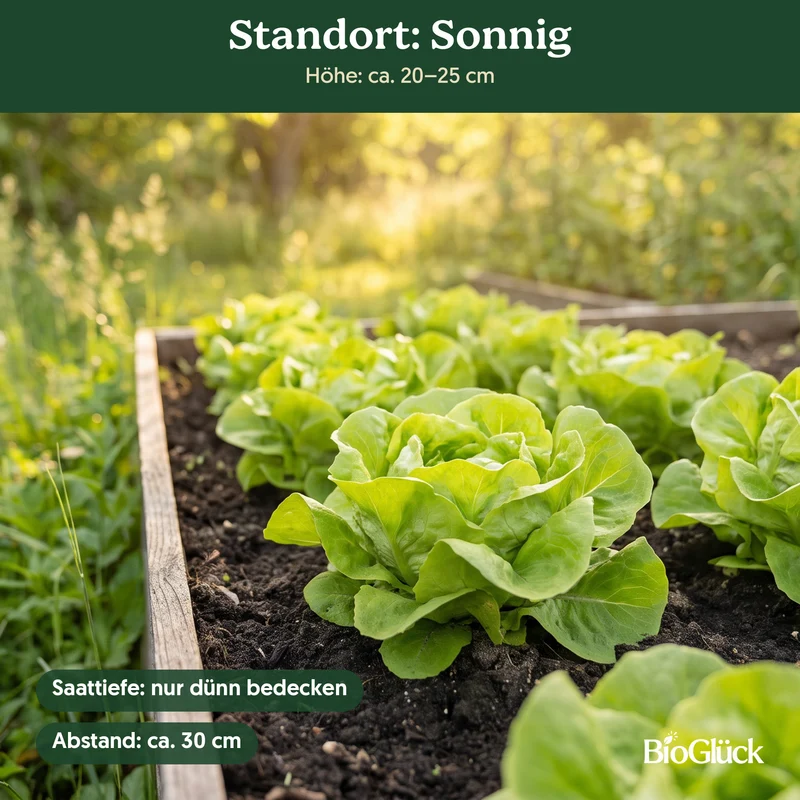 Bio-Kopfsalat 'Attraktion' – Samenfestes Bio-Saatgut