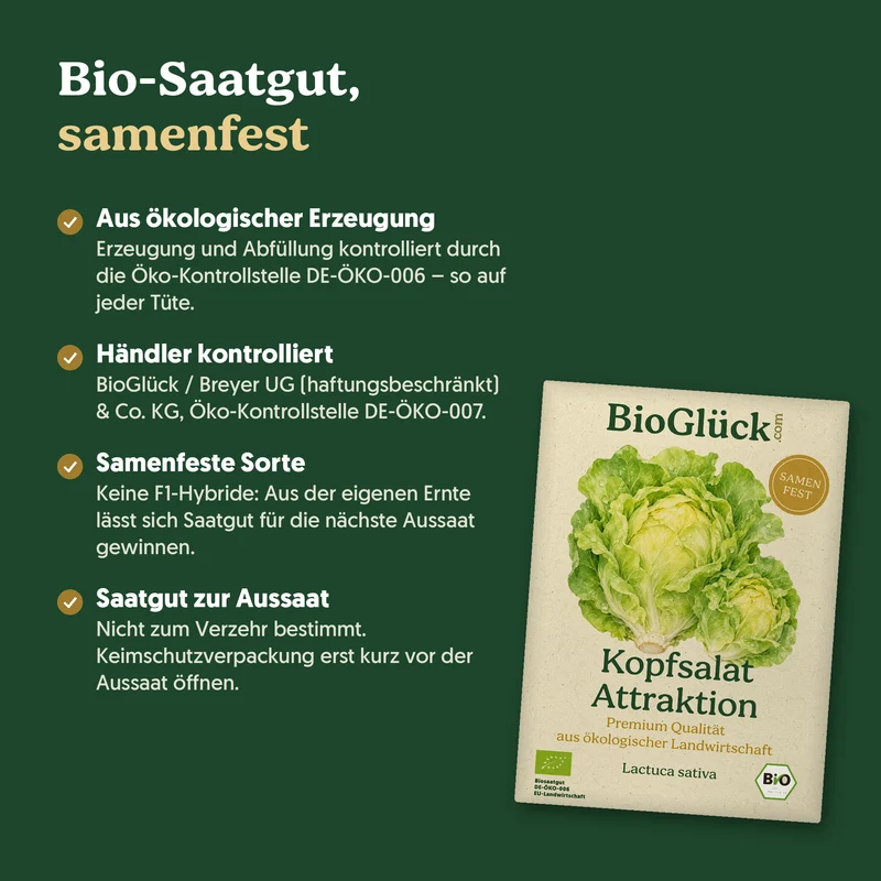 Bio-Kopfsalat 'Attraktion' – Samenfestes Bio-Saatgut