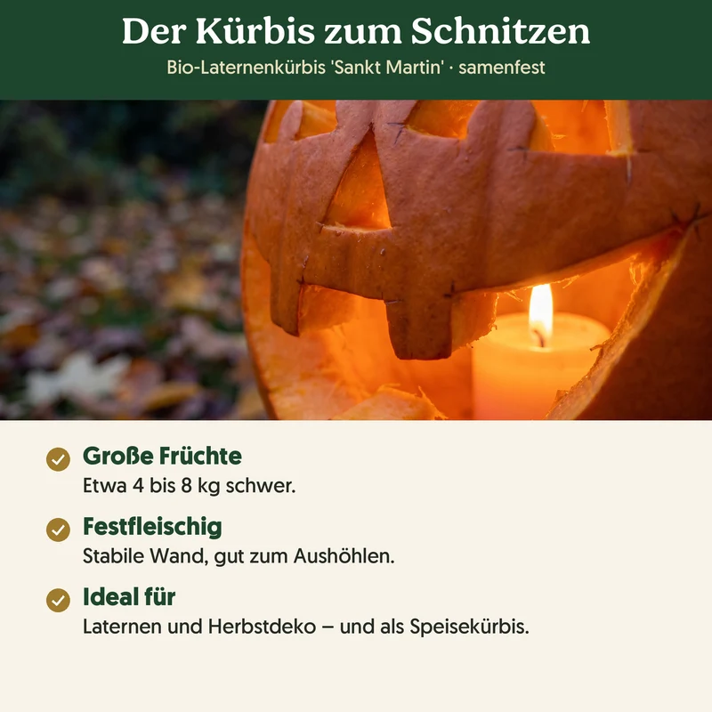 Bio-Laternenkürbis 'Sankt Martin' – Samenfestes Bio-Saatgut
