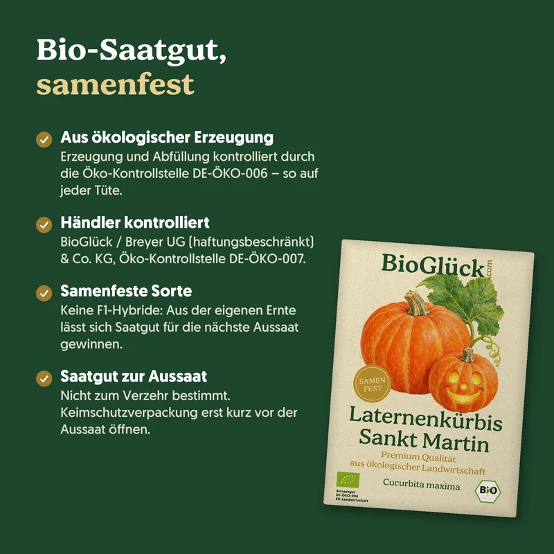 Bio-Laternenkürbis 'Sankt Martin' – Samenfestes Bio-Saatgut