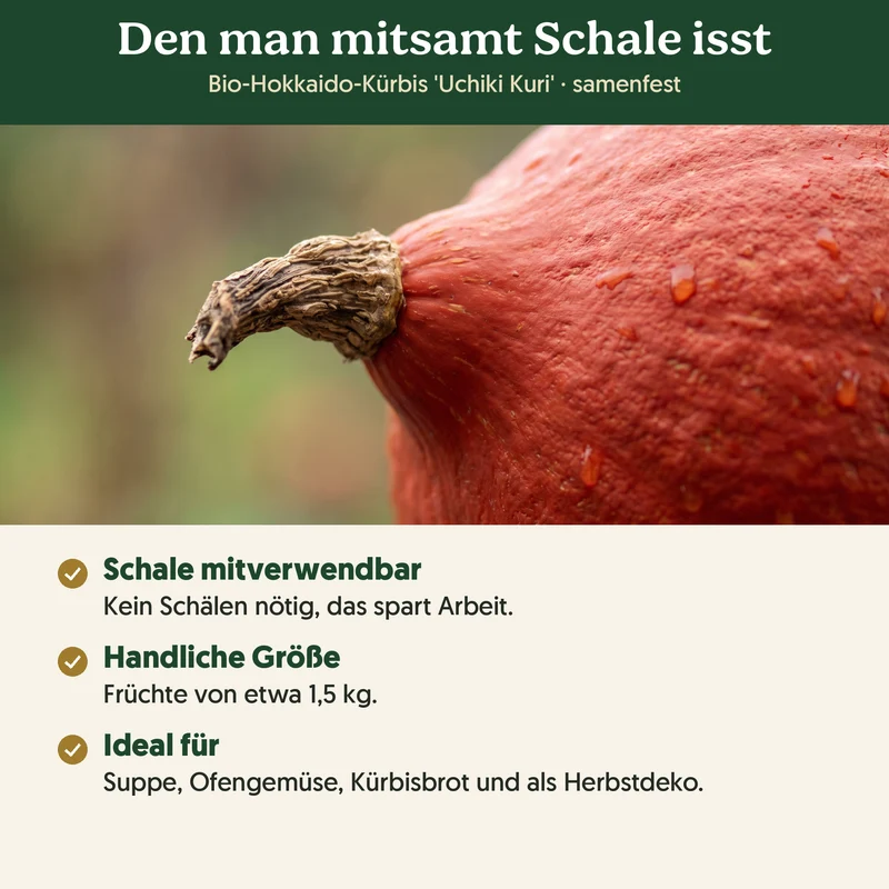 Bio-Hokkaido-Kürbis 'Uchiki Kuri' – Samenfestes Bio-Saatgut