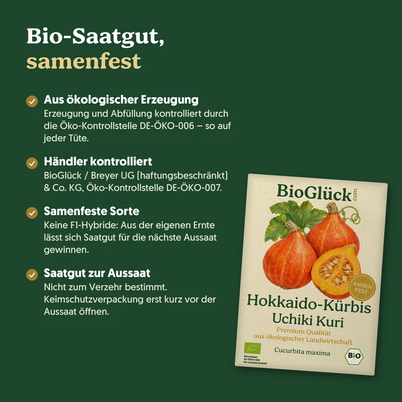 Bio-Hokkaido-Kürbis 'Uchiki Kuri' – Samenfestes Bio-Saatgut