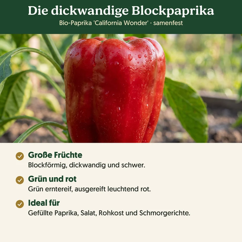 Bio-Paprika 'California Wonder' – Samenfestes Bio-Saatgut