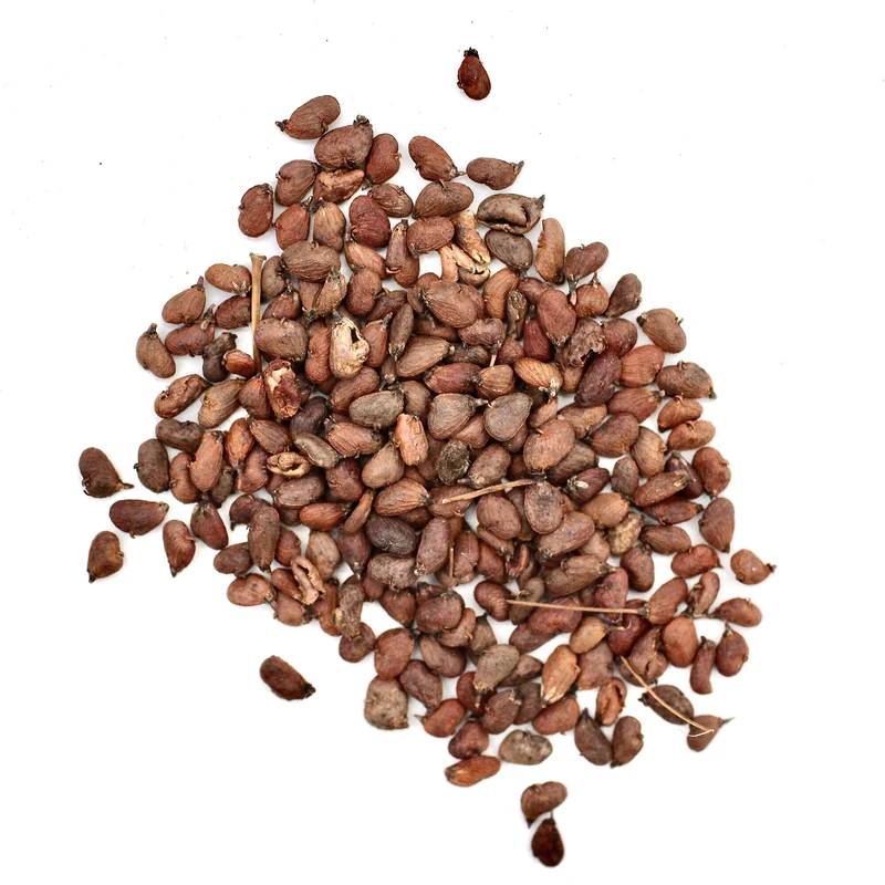 Perückenstrauch Pflanz-Set – Cotinus coggygria selbst pflanzen