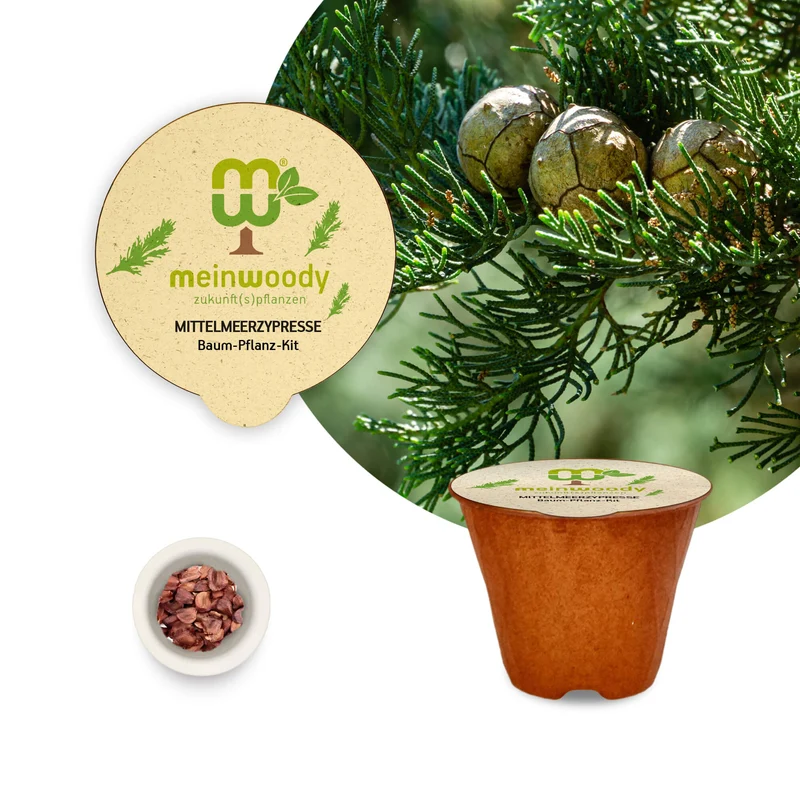 Mittelmeerzypresse Baum-Pflanz-Set – Cupressus sempervirens selbst pflanzen