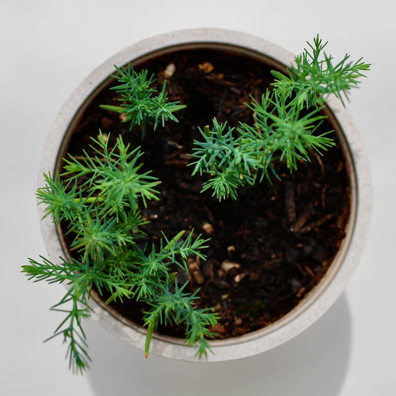 Mittelmeerzypresse Baum-Pflanz-Set – Cupressus sempervirens selbst pflanzen