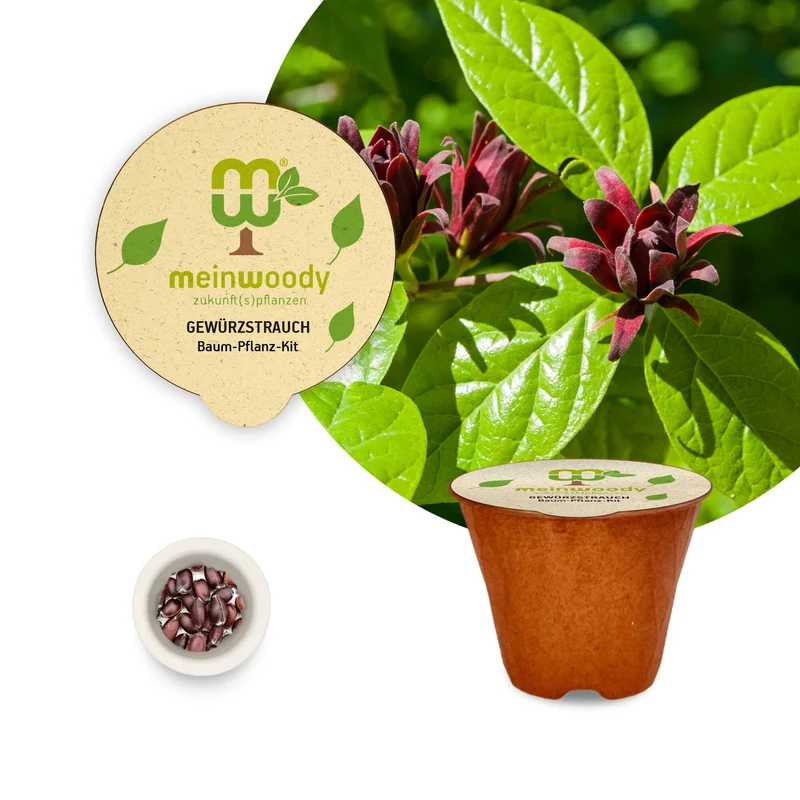 Gewürzstrauch Pflanz-Set – Calycanthus floridus selbst pflanzen