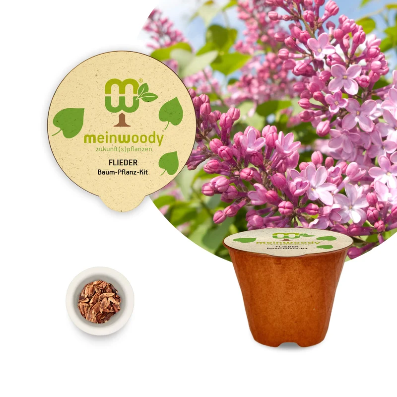 Flieder Pflanz-Set – Syringa vulgaris selbst pflanzen