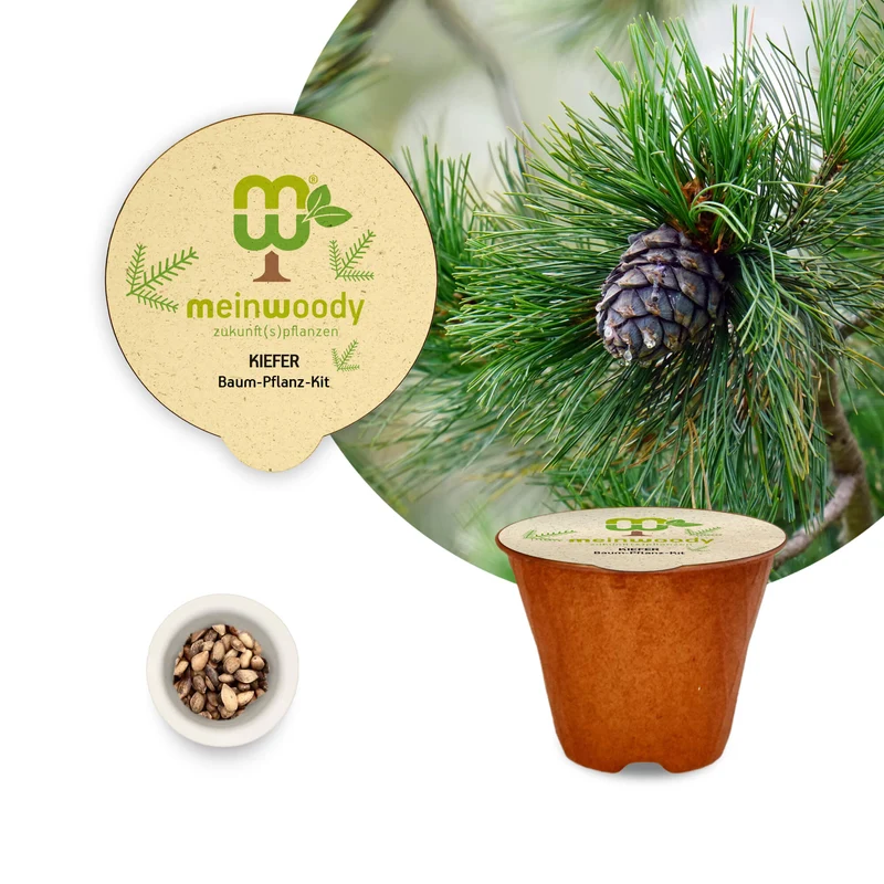Kiefer Baum-Pflanz-Set – Pinus sylvestris selbst pflanzen