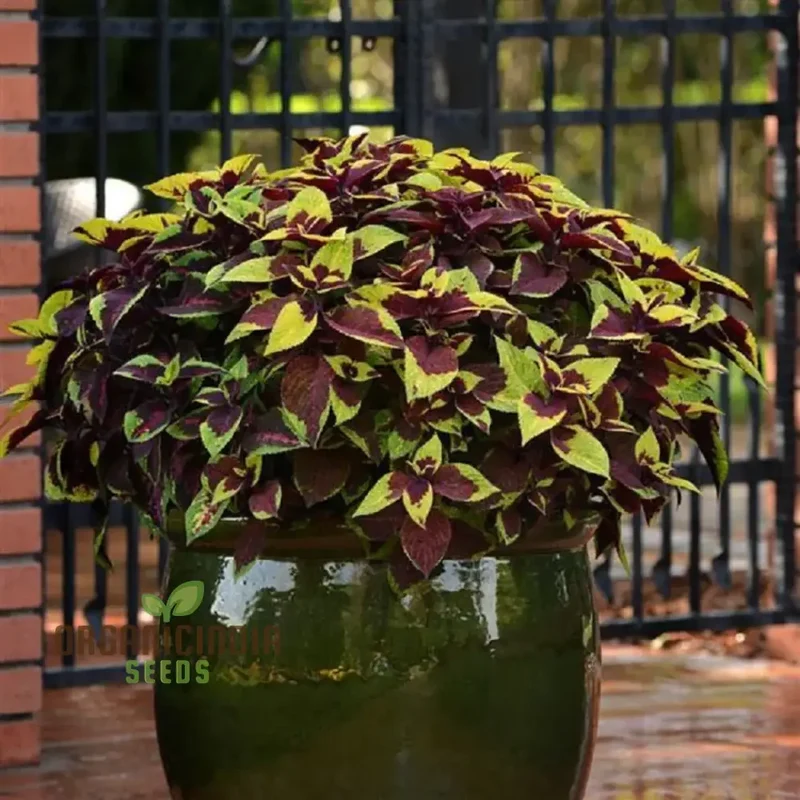 Coleus Premium Sun Purple Gold Seeds, Planting