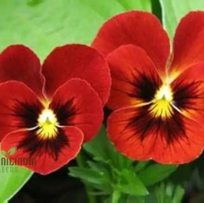 Red Pansy Seeds with Face for Planting