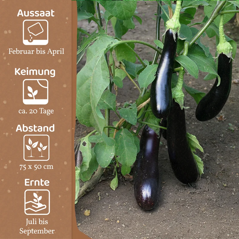 Bio-Aubergine (Violetta Lunga)