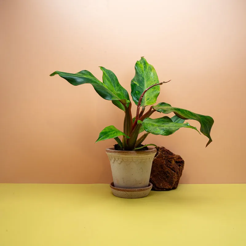 PHILODENDRON ORANGE MARMELADE