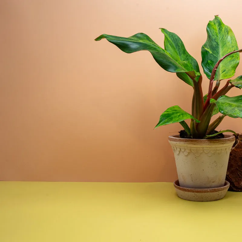 PHILODENDRON ORANGE MARMELADE