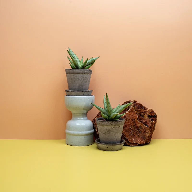 SANSEVIERIA SILVER CROWN