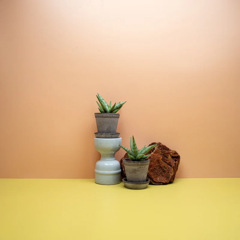 SANSEVIERIA SILVER CROWN