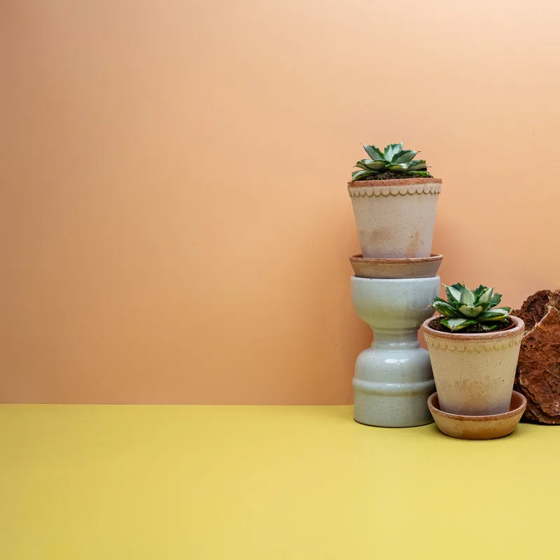 AGAVE POTATORUM OUHI-RAIJIN