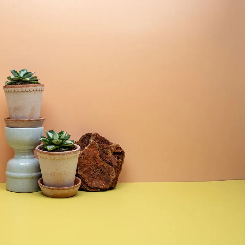 AGAVE POTATORUM OUHI-RAIJIN