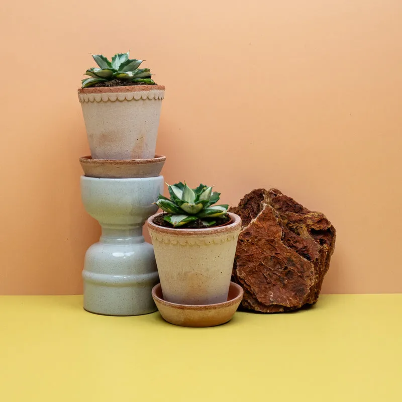 AGAVE POTATORUM OUHI-RAIJIN