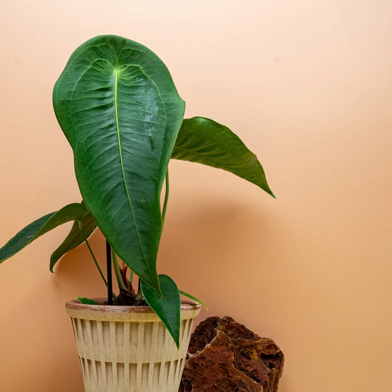 ANTHURIUM PELTIGERUM