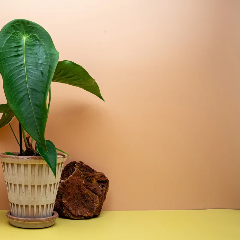 ANTHURIUM PELTIGERUM