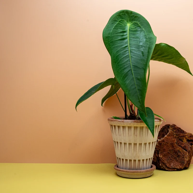 ANTHURIUM PELTIGERUM