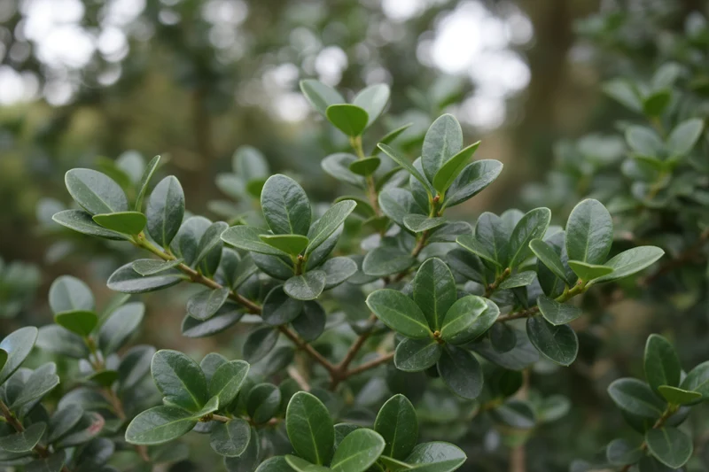Berg-Ilex 'Glorie Gem' / Ilex crenata 'Glorie Gem'
