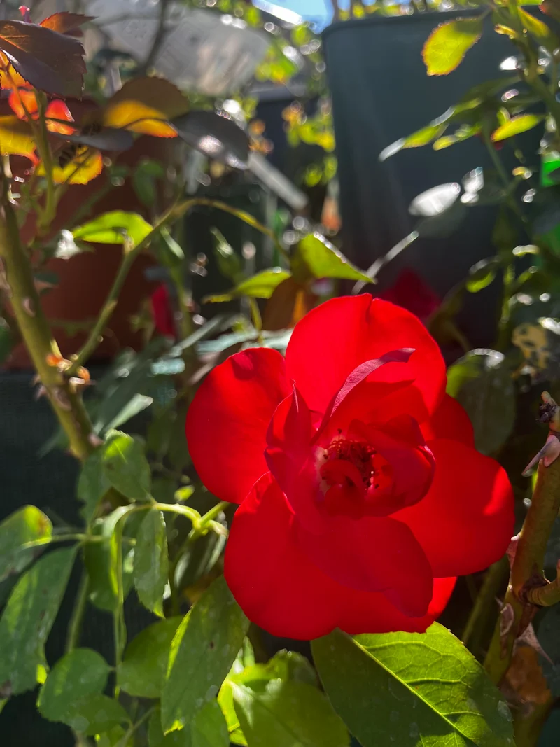 Beetrose 'Black Forest Rose'® / Rosa 'Black Forest Rose'®