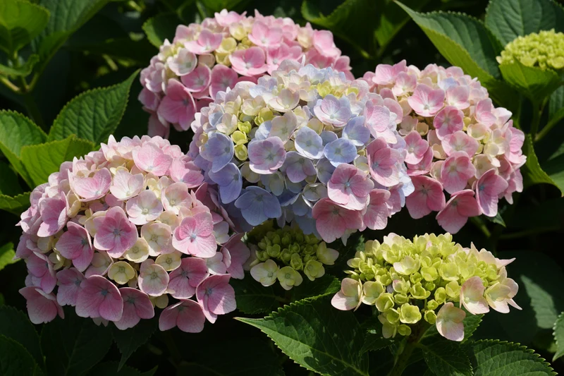 Bauernhortensie / Hydrangea macrophylla