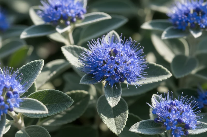 Bartblume / Caryopteris