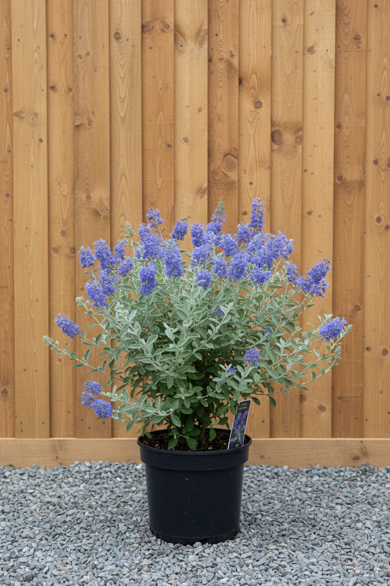 Bartblume / Caryopteris