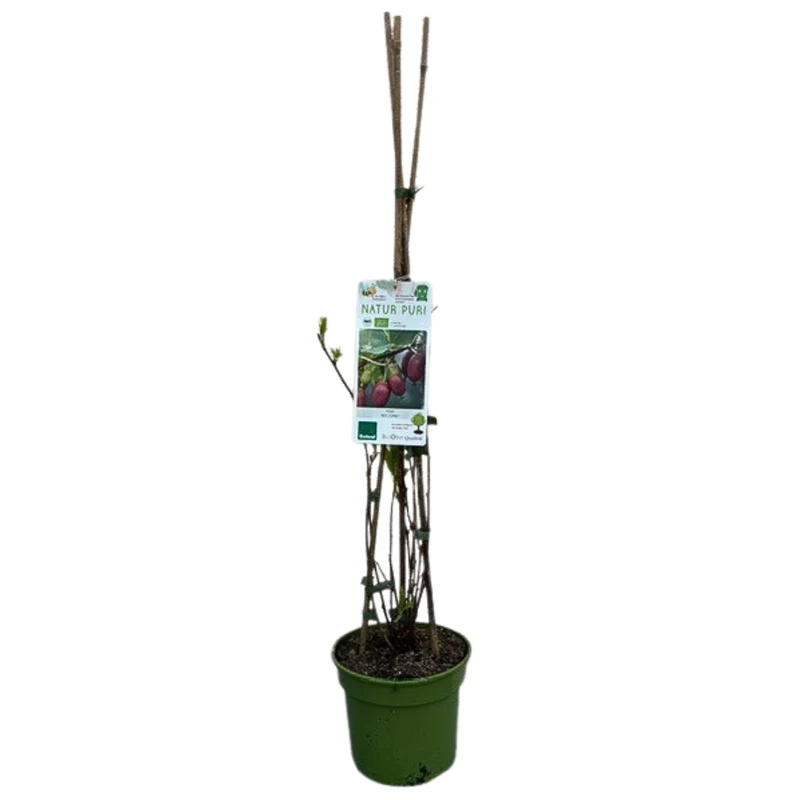Bio Kiwi 'Red Jumbo'