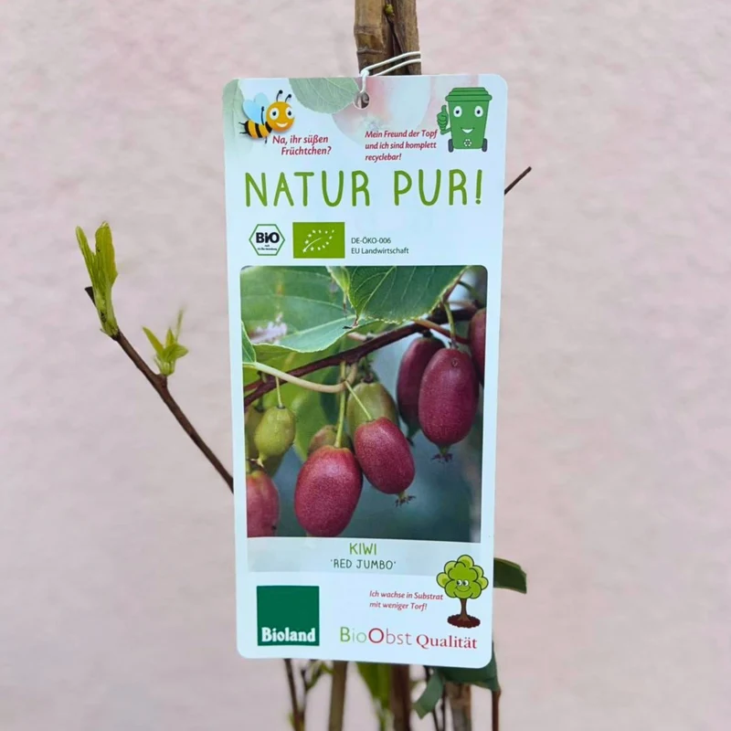 Bio Kiwi 'Red Jumbo'