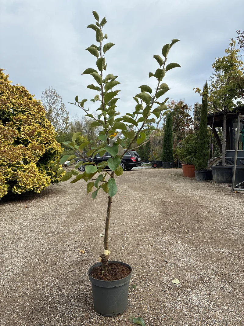 Tafelapfel / Malus domestica ‘Geheimrat Dr. Oldenburg’