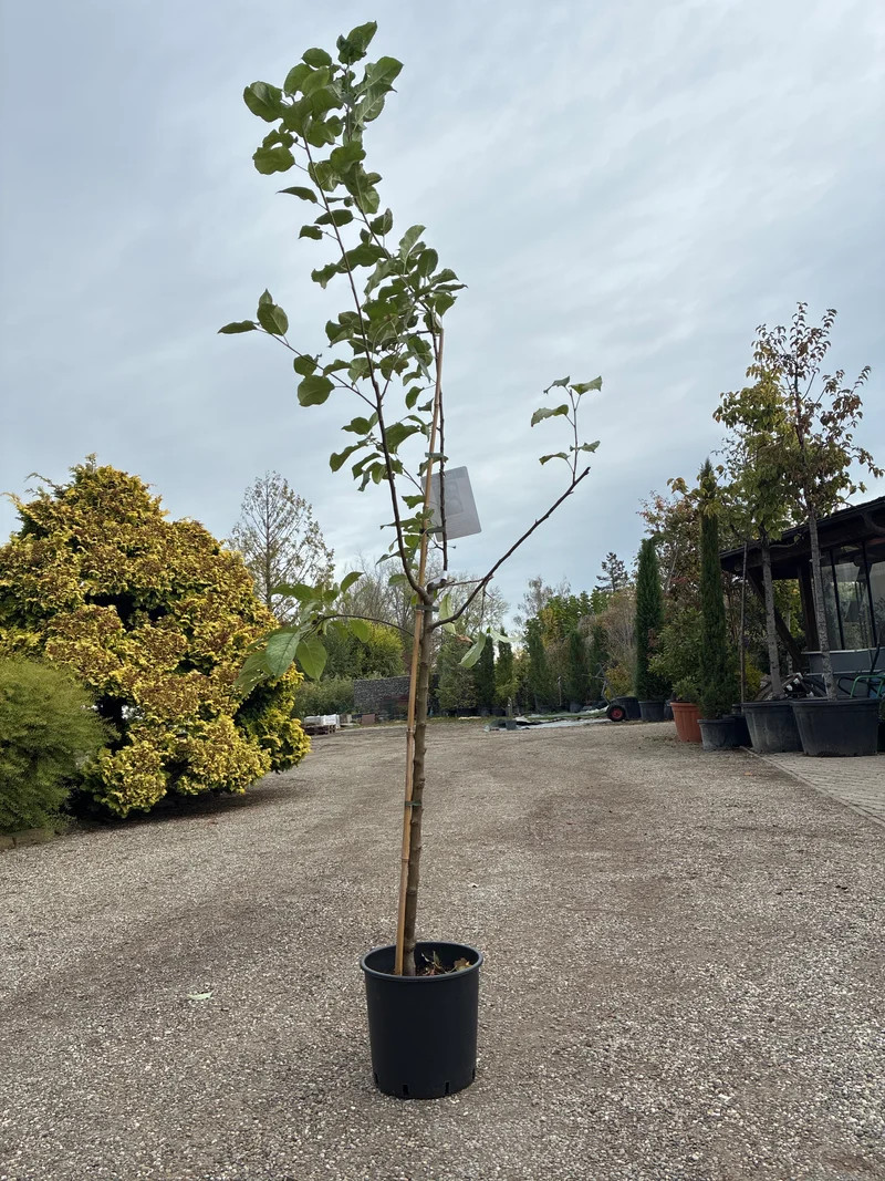 Tafelapfel Chopin / Malus domestica ‘Chopin’